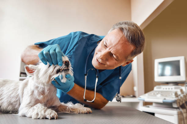 Best Emergency Denture Repair in Hidden Valley Lake, CA